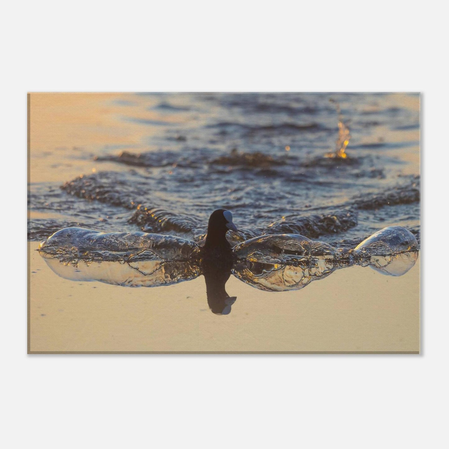 Flowing Coot