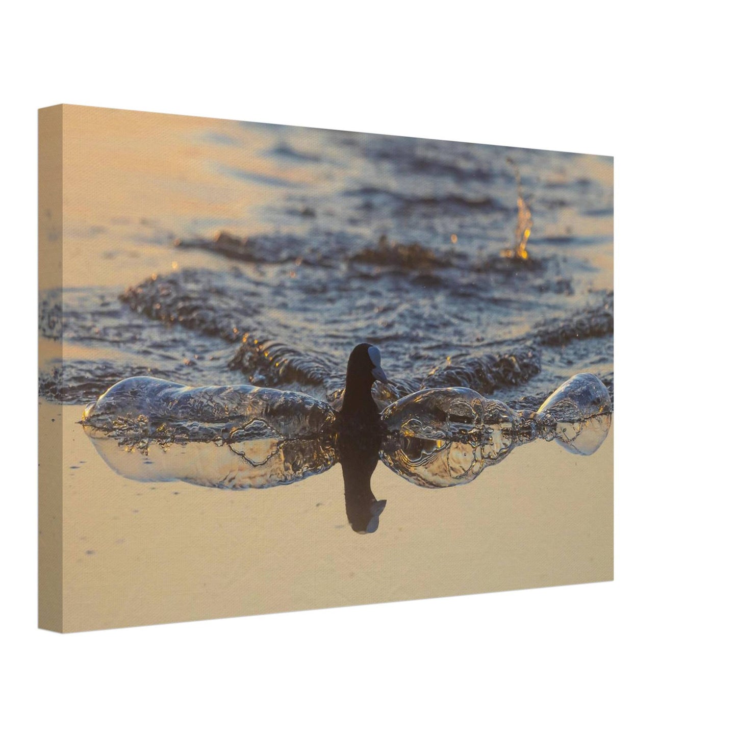 Flowing Coot