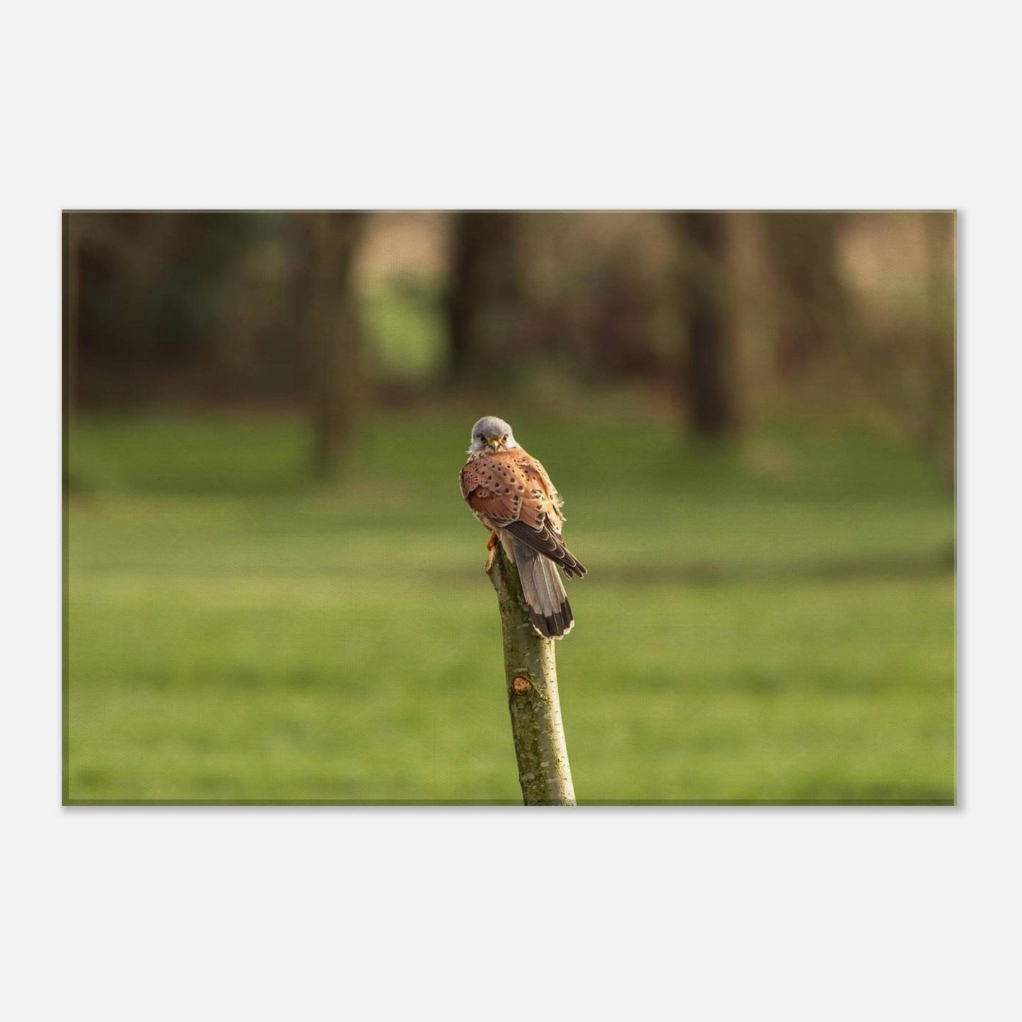 The Elegant Kestrel