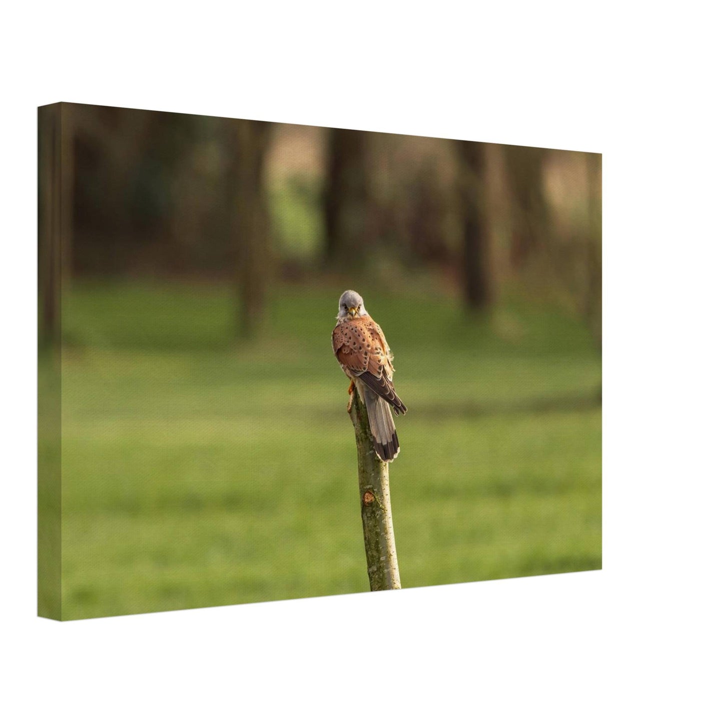 The Elegant Kestrel