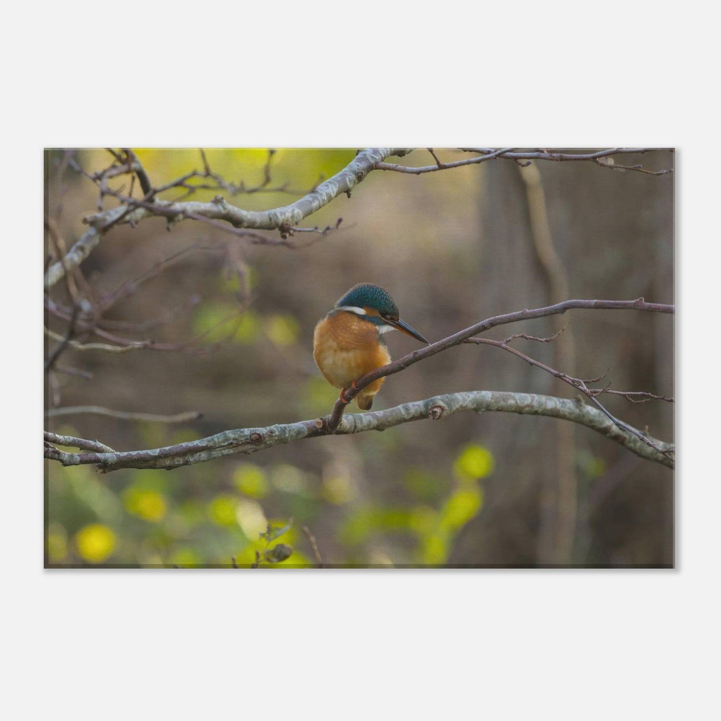 Mischievous Bird