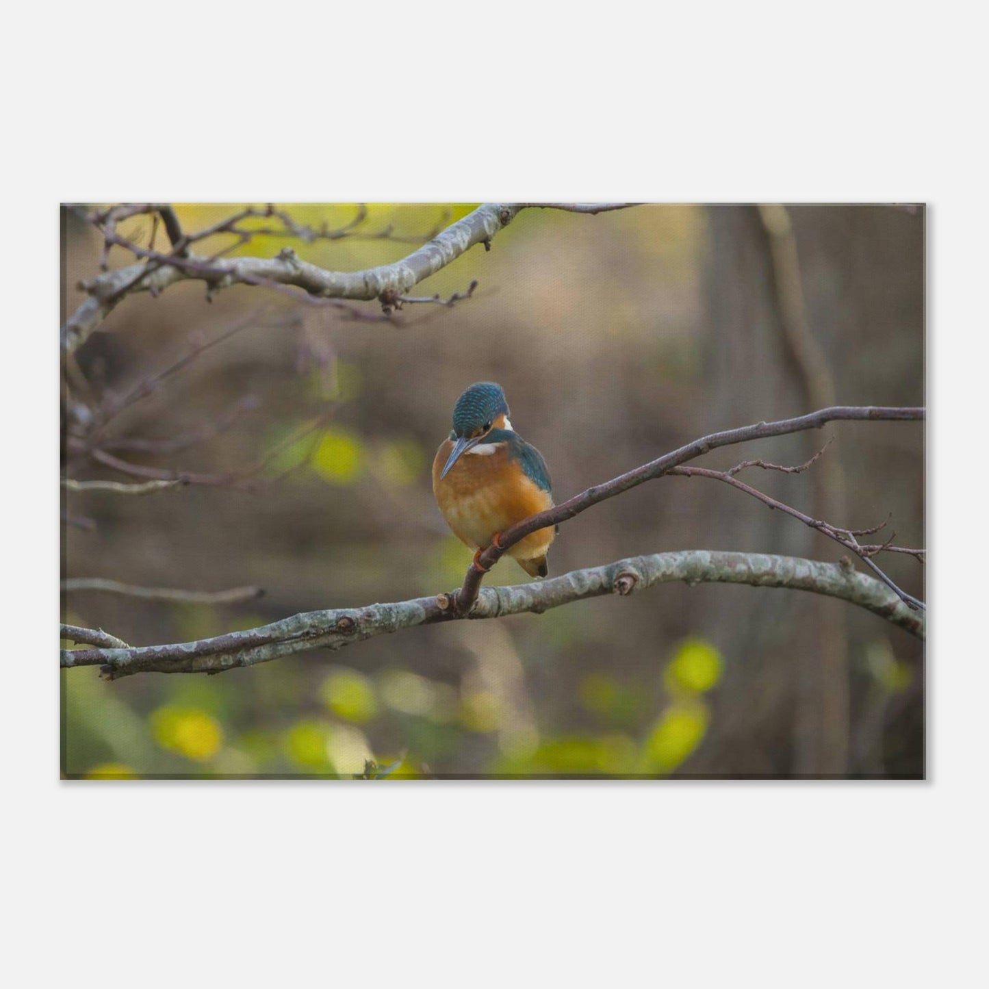 The Uncommon Kingfisher