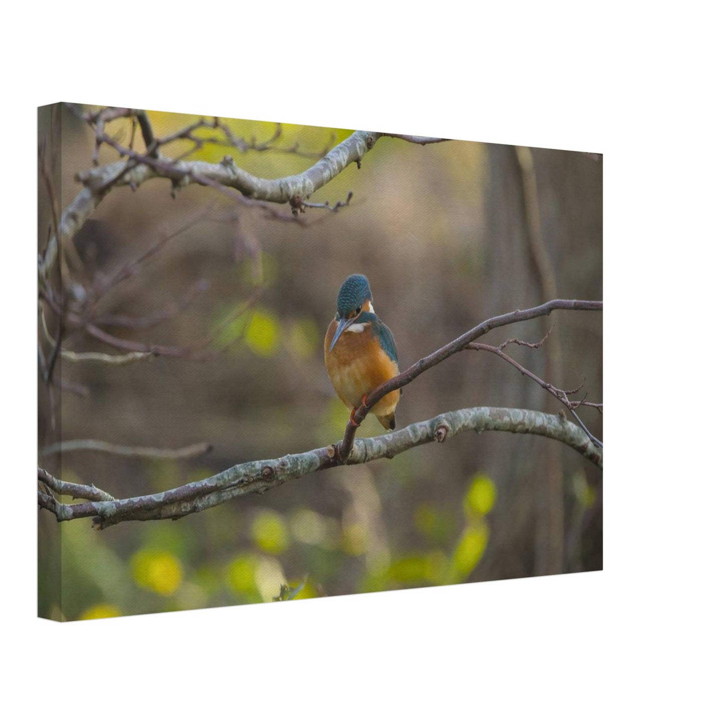 The Uncommon Kingfisher
