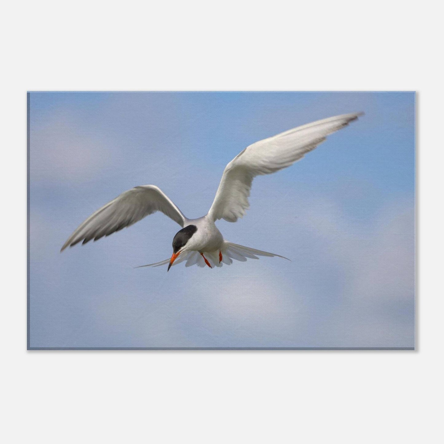 Silver Wings