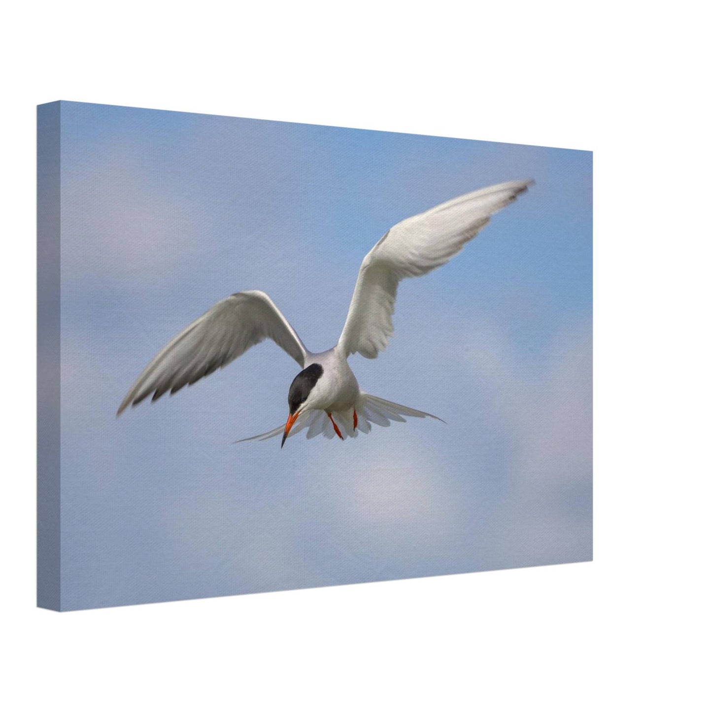 Silver Wings