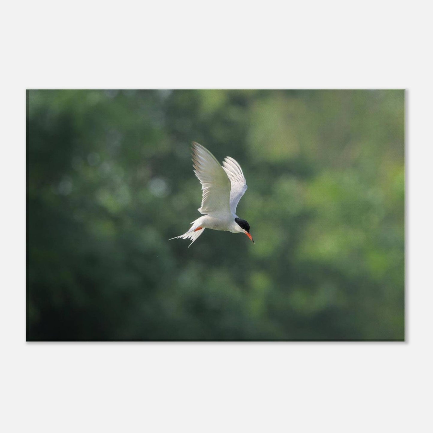 He Who Flies