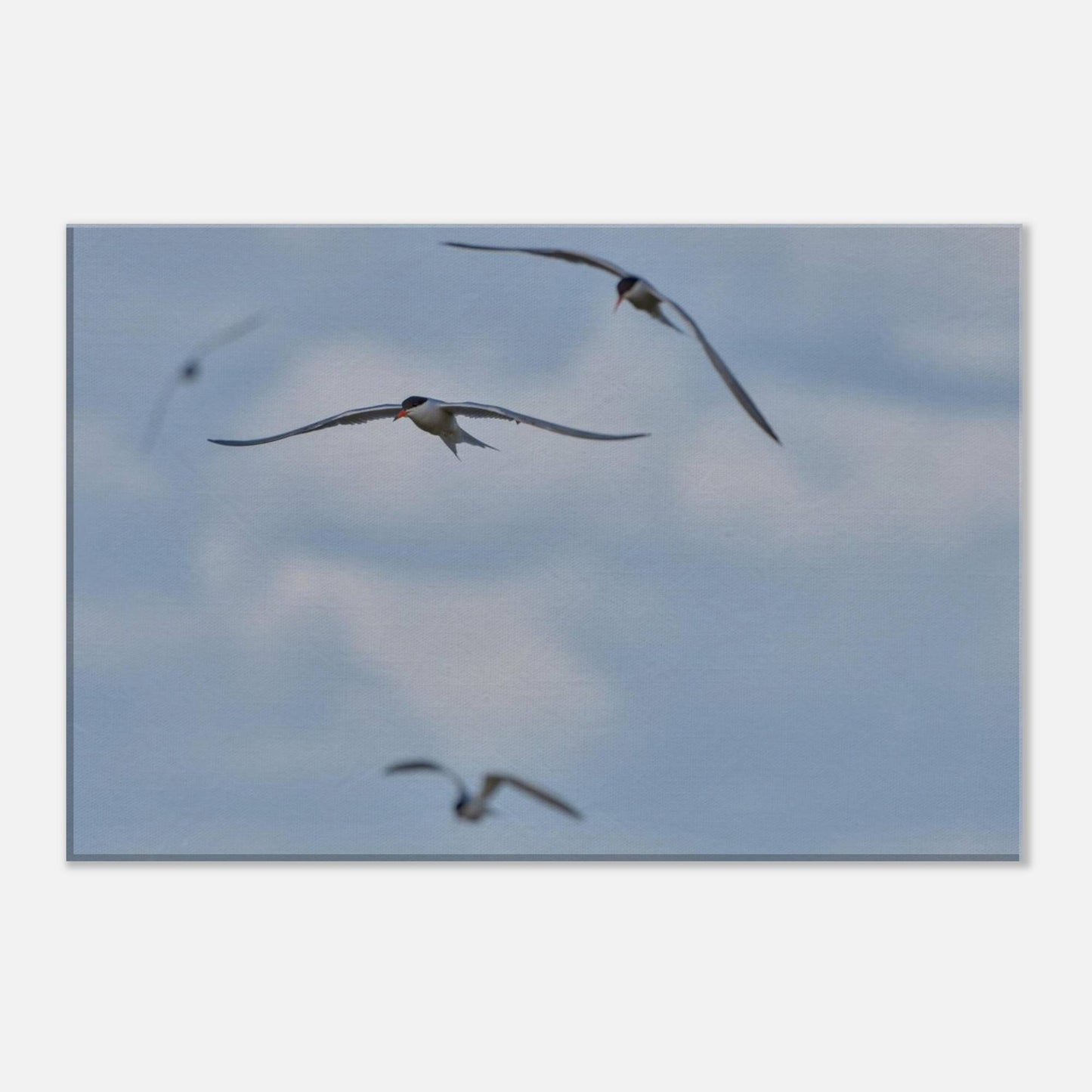 A Love Triangle of Terns