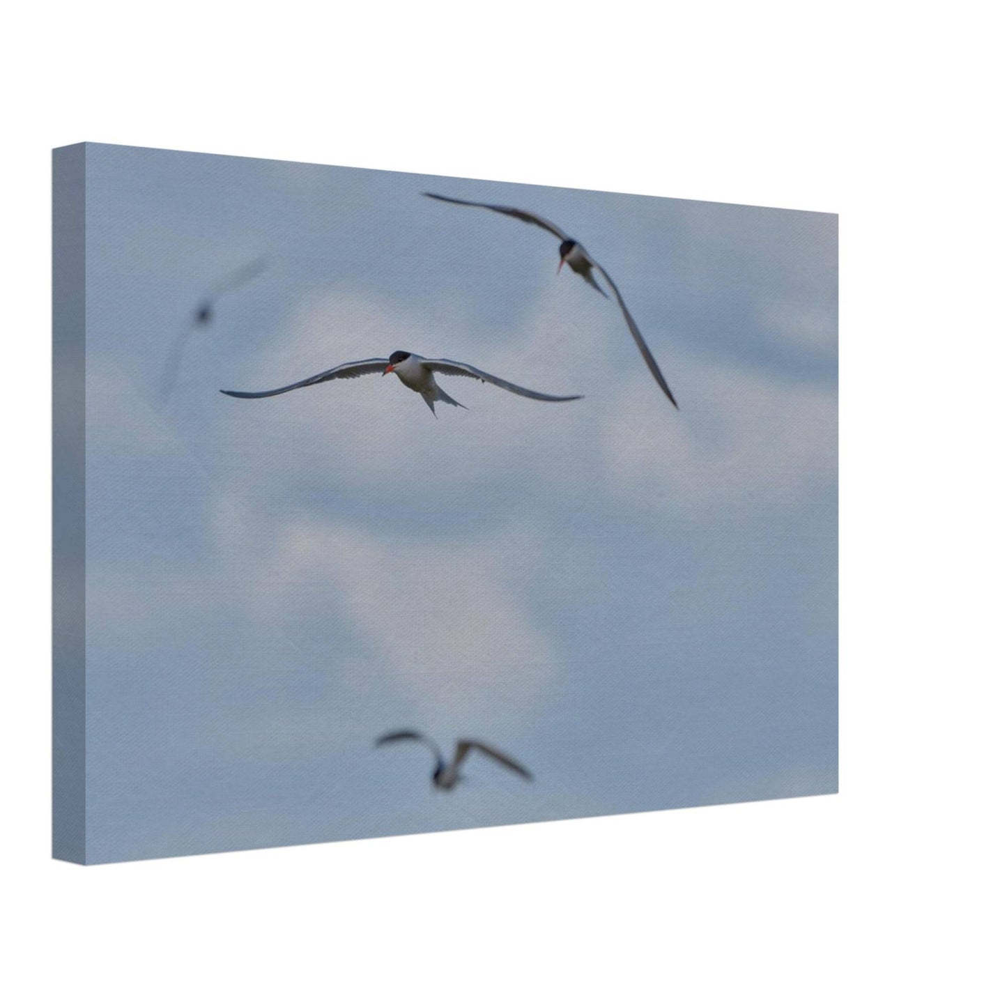 A Love Triangle of Terns