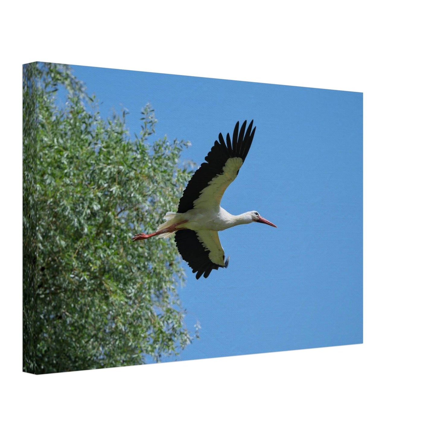 The Soaring White Stork