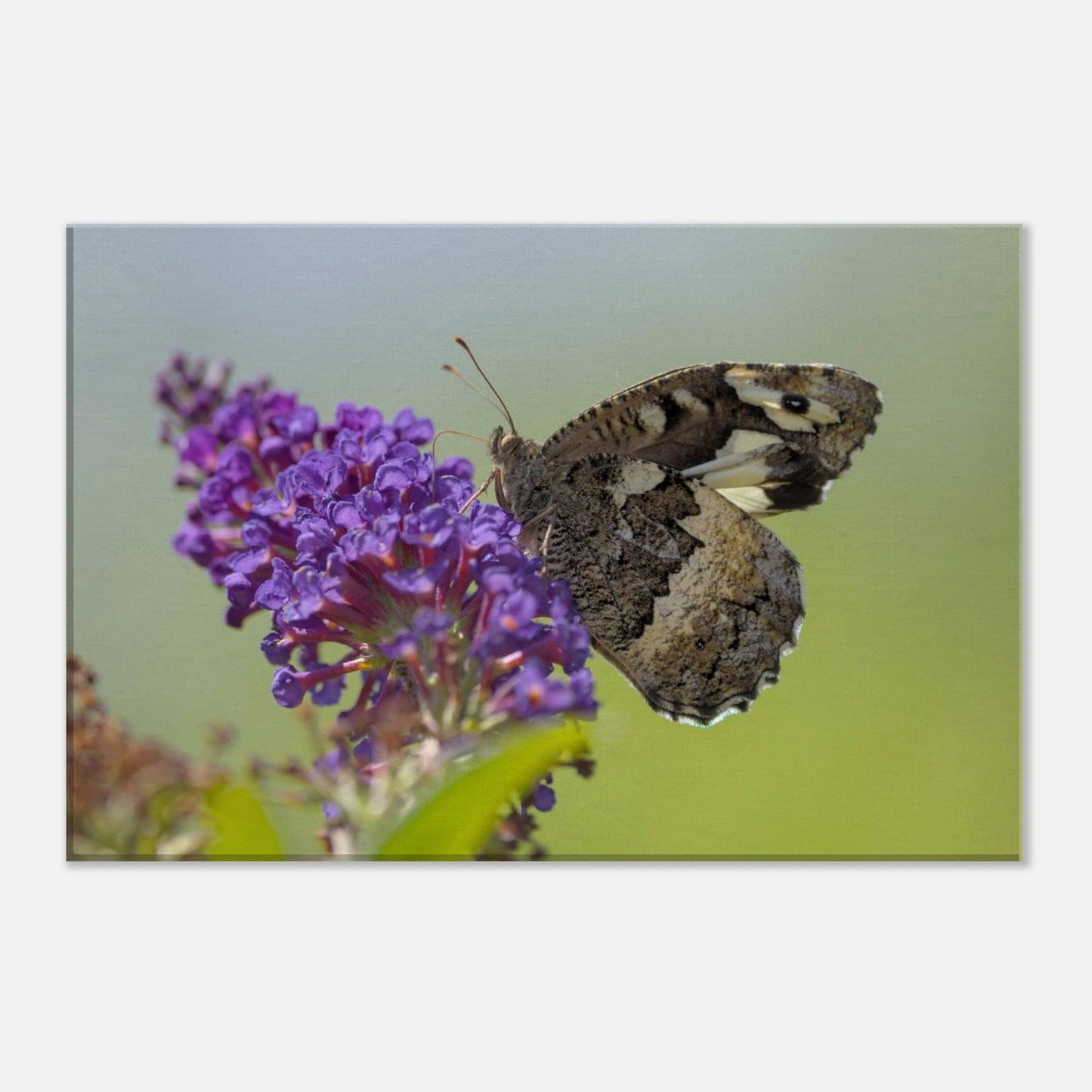 Butterfly Kisses the Flower