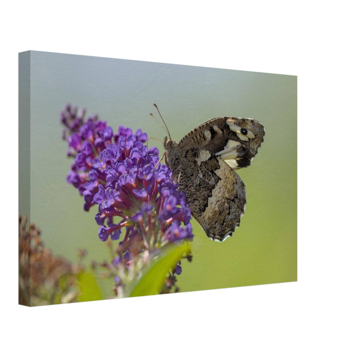 Butterfly Kisses the Flower