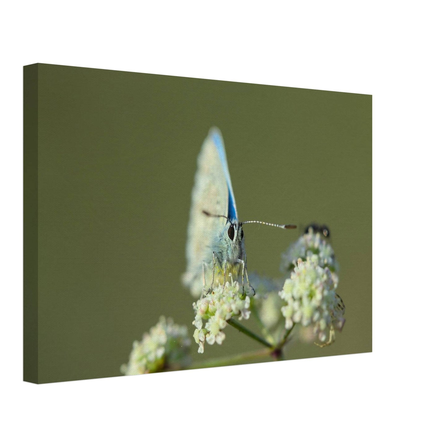 Butterfly on Standby