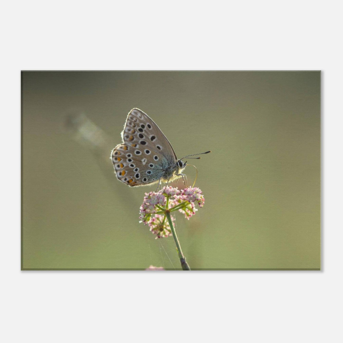Portrait of a Butterfly