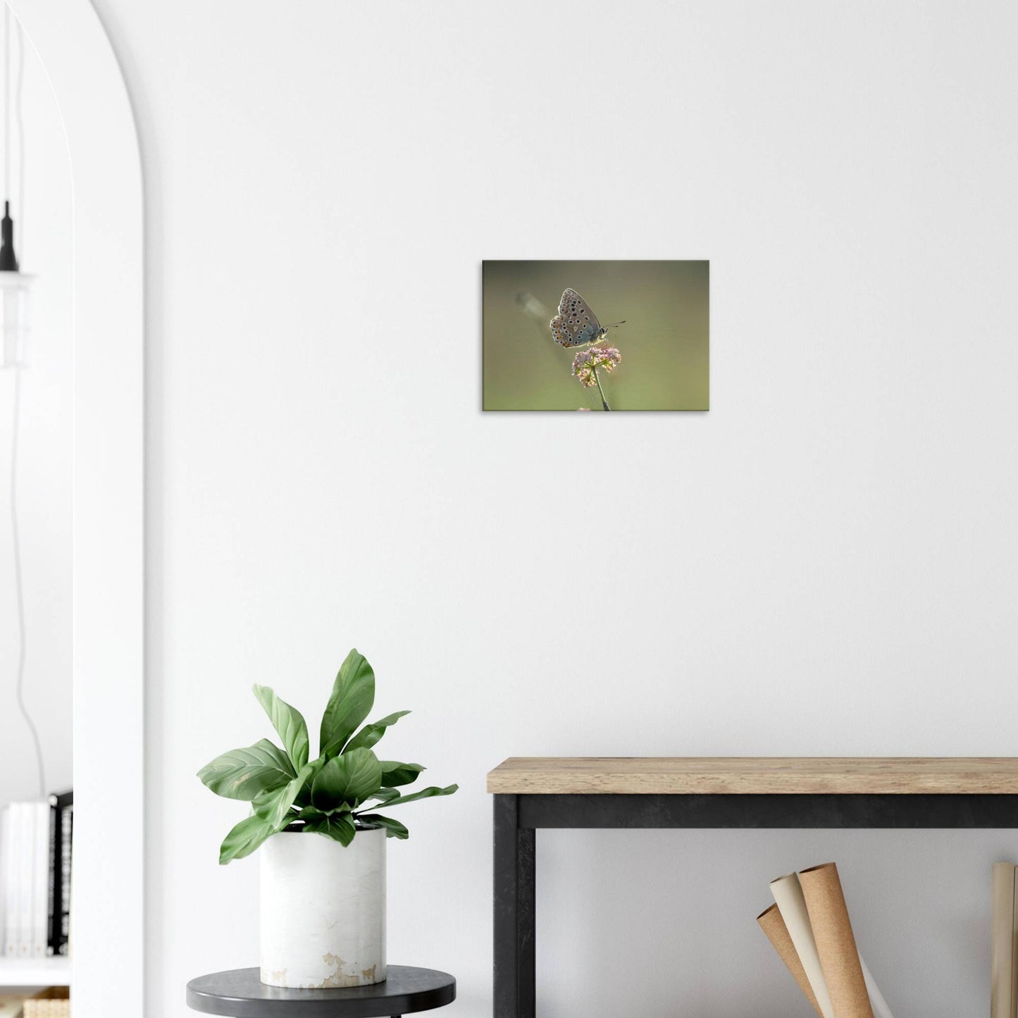 Portrait of a Butterfly
