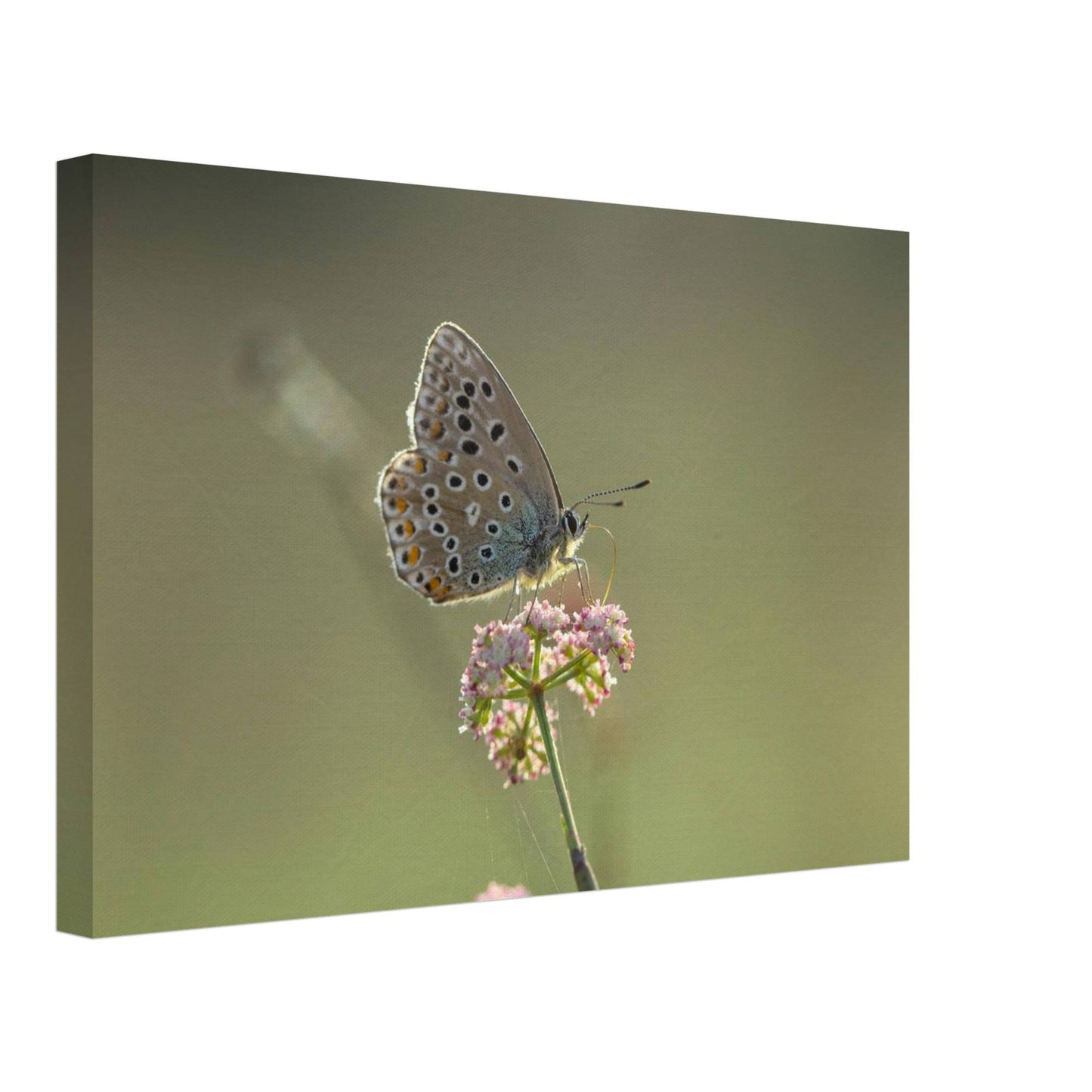 Portrait of a Butterfly