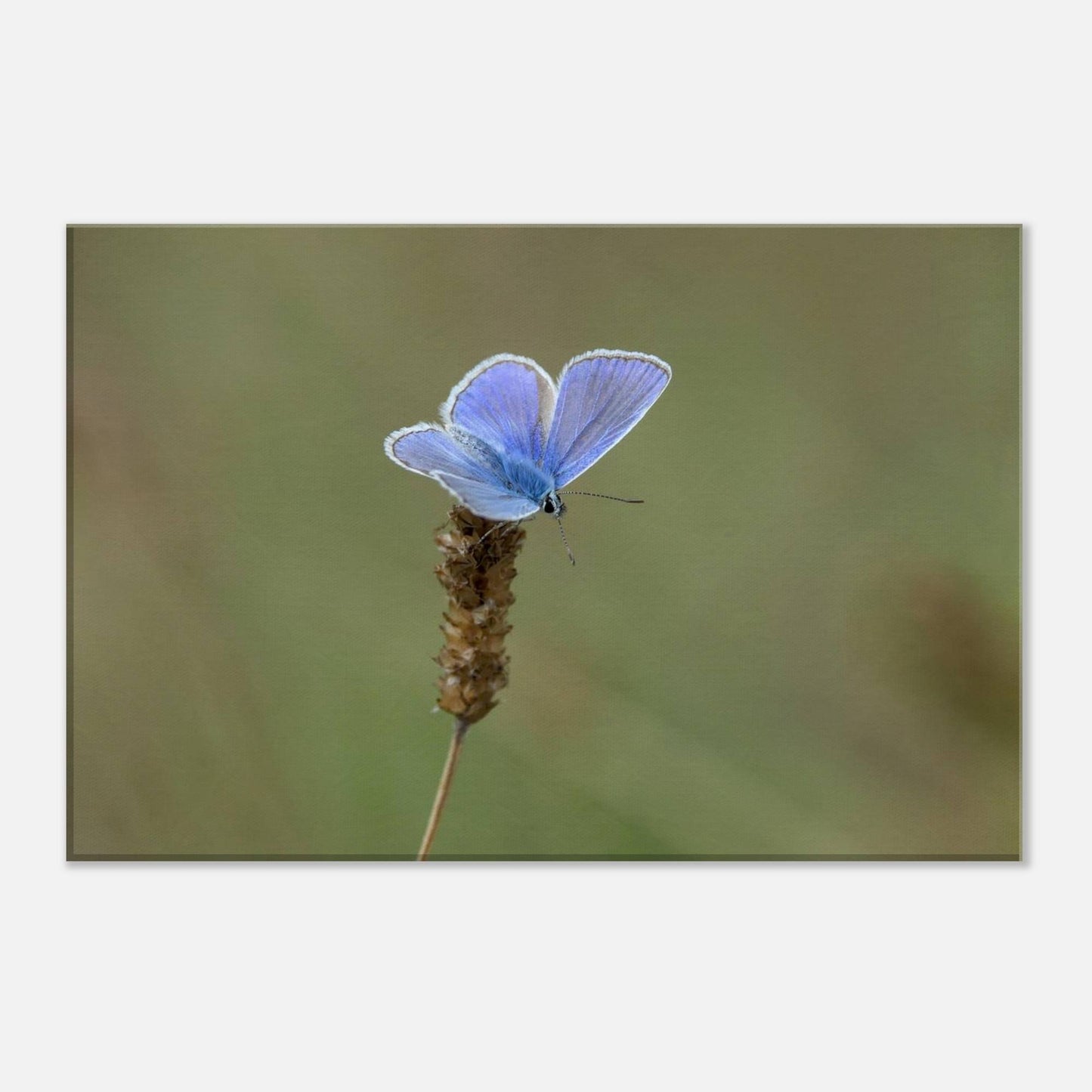 A Butterfly's Rest