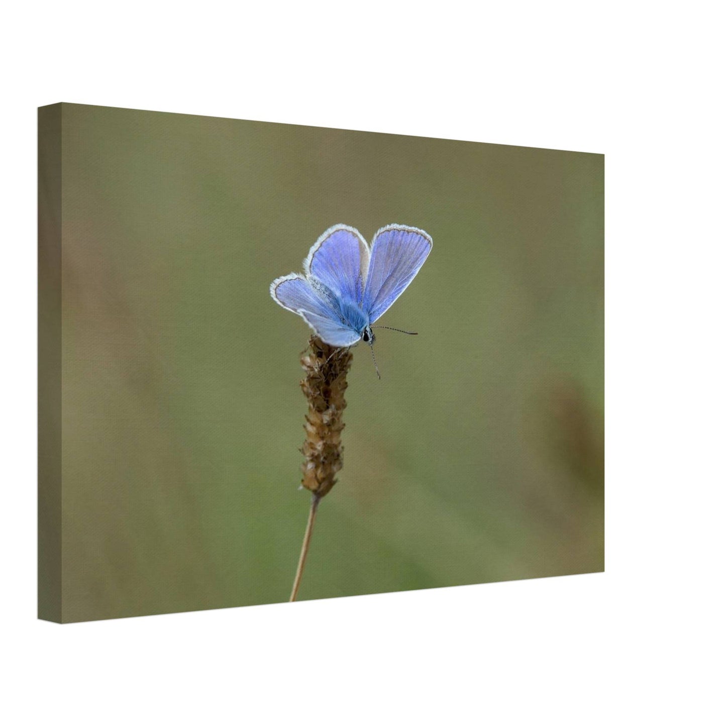 A Butterfly's Rest