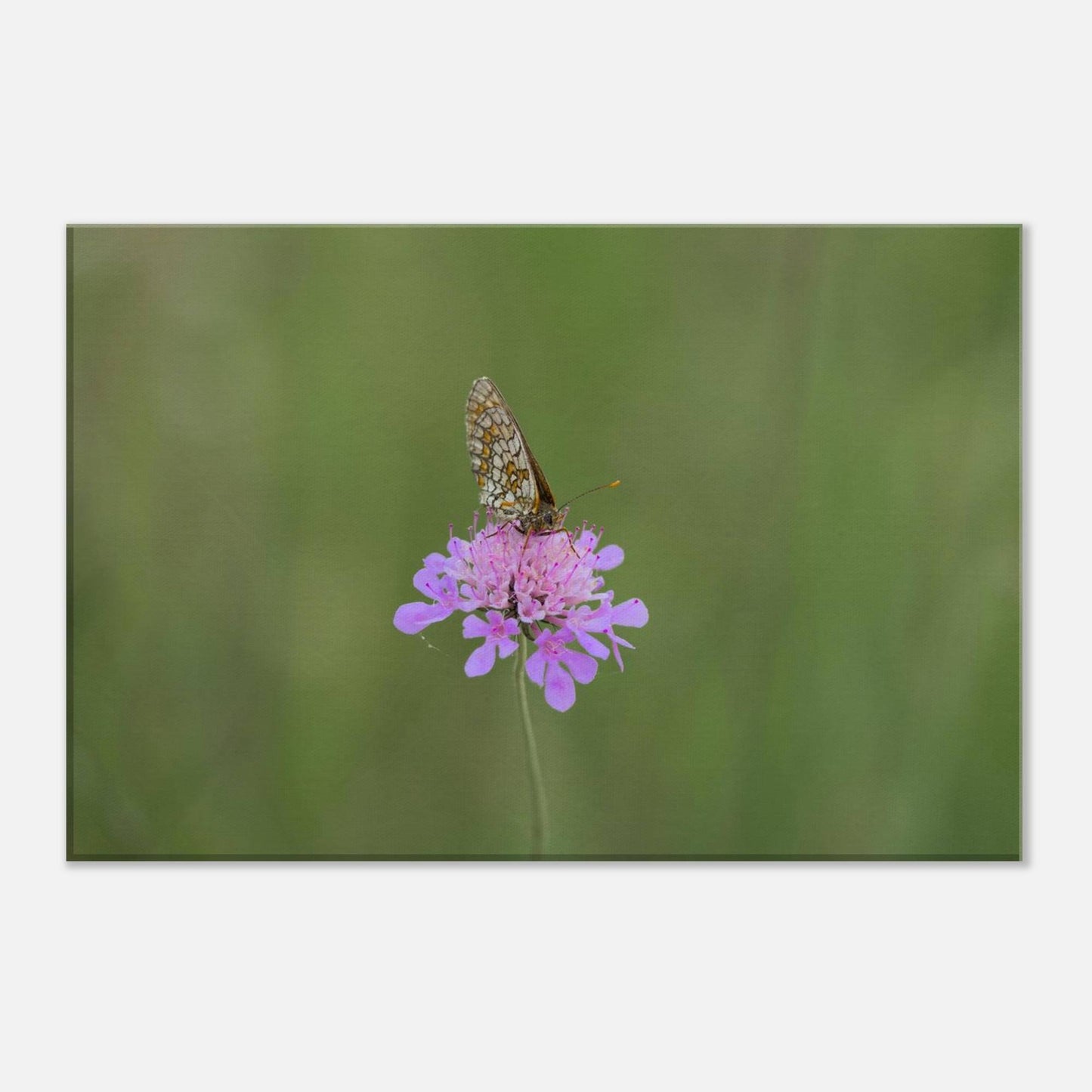 The Resting Butterfly
