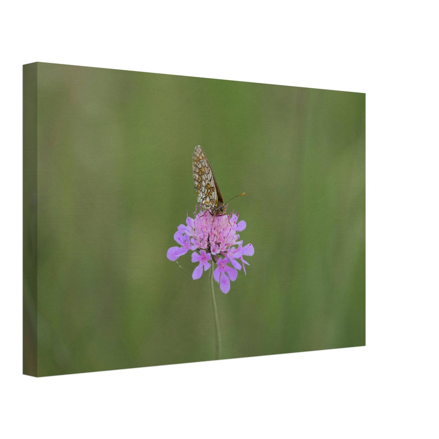 The Resting Butterfly