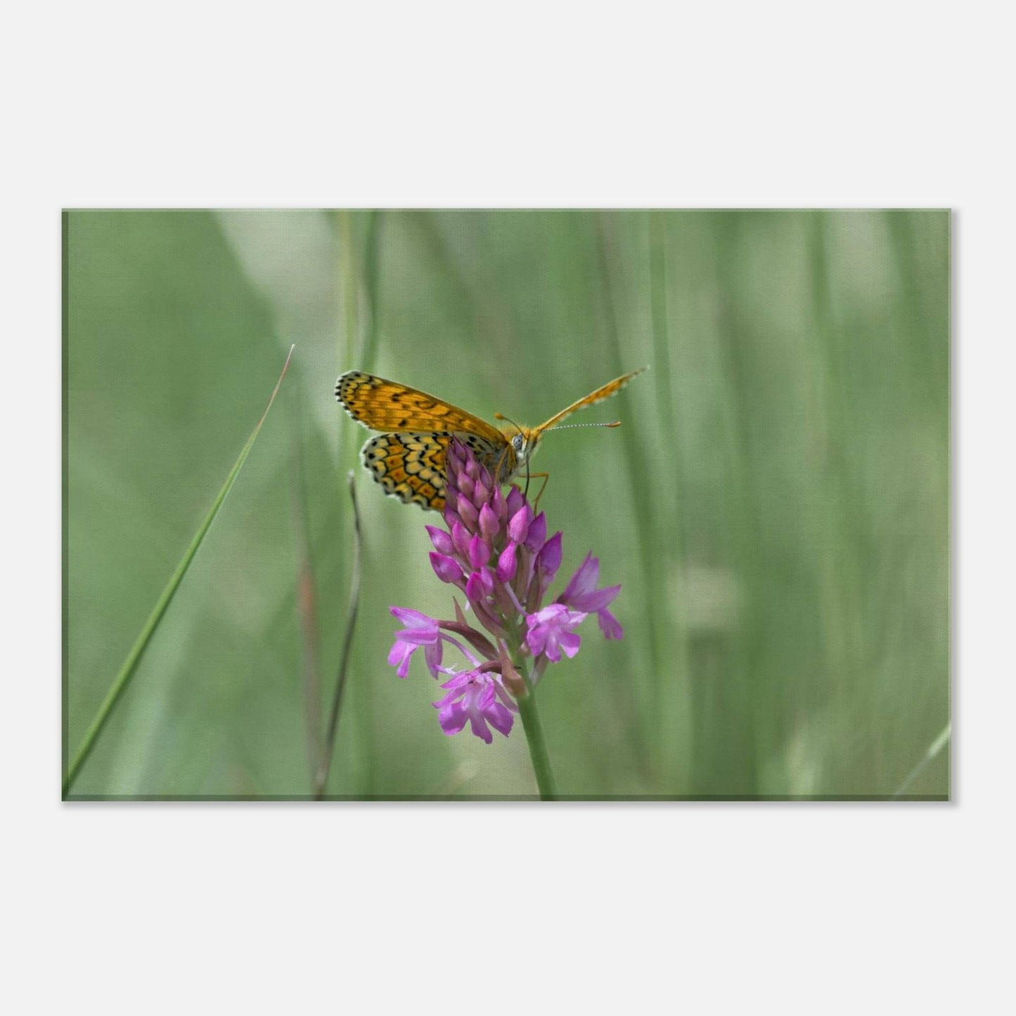 Peeking Butterfly