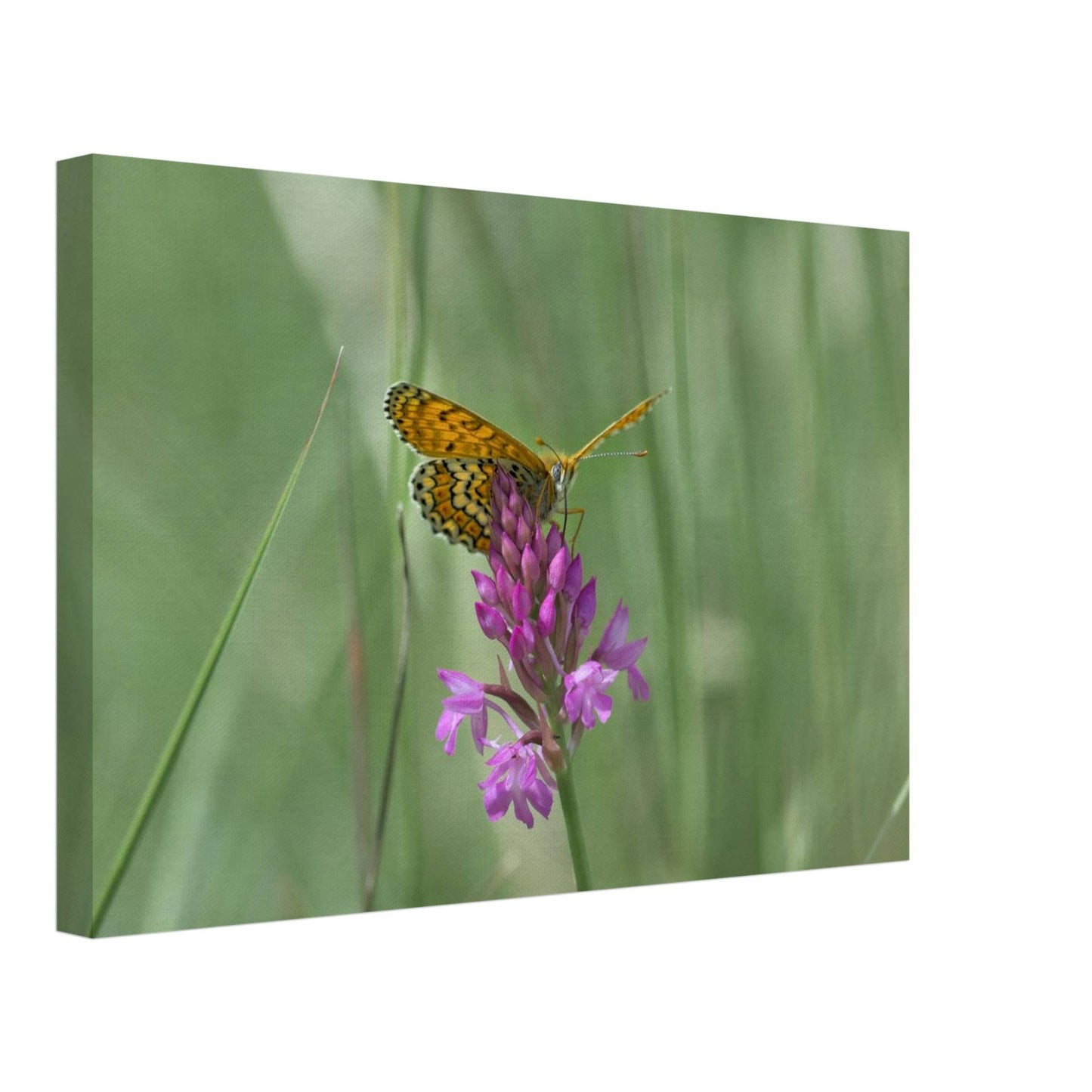Peeking Butterfly