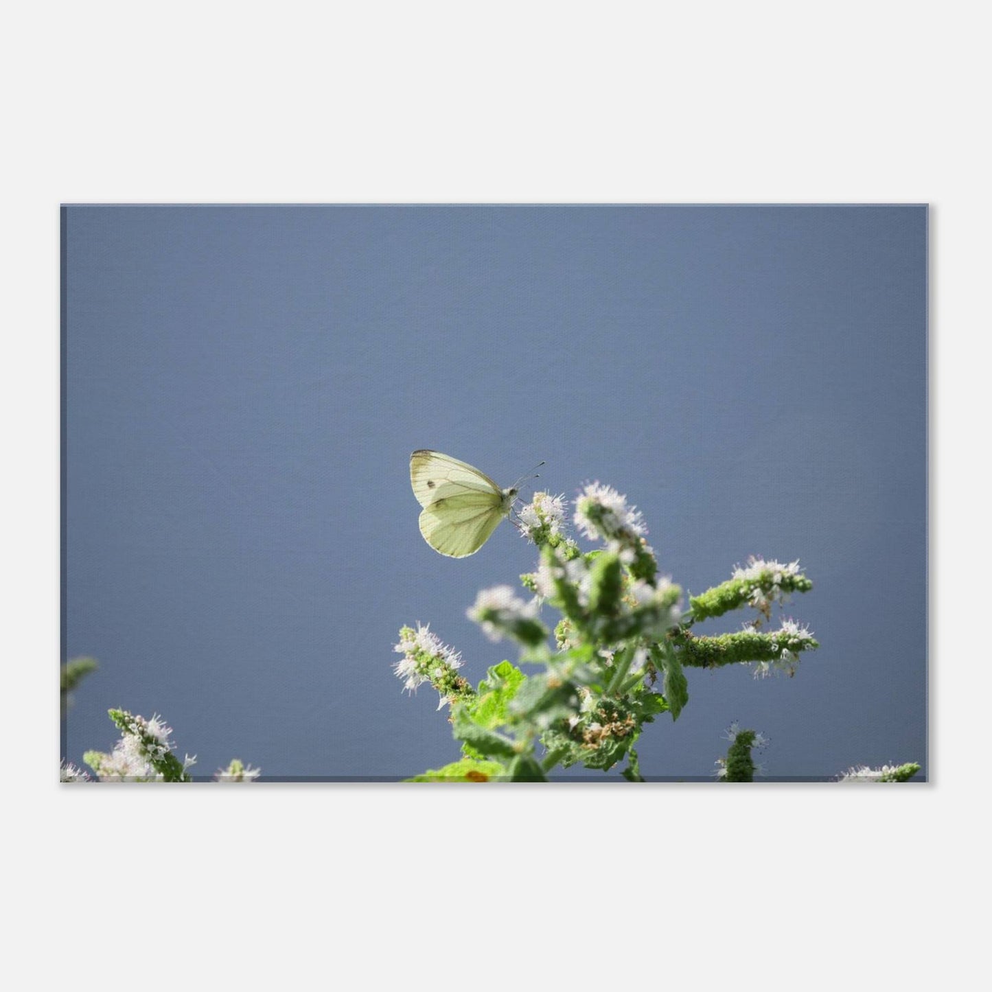 A Cute White Butterfly