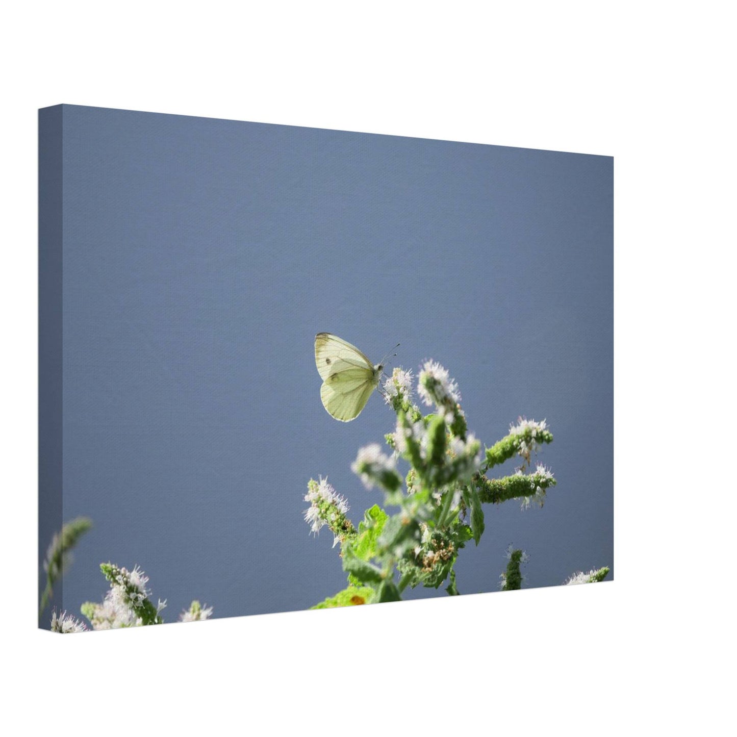 A Cute White Butterfly