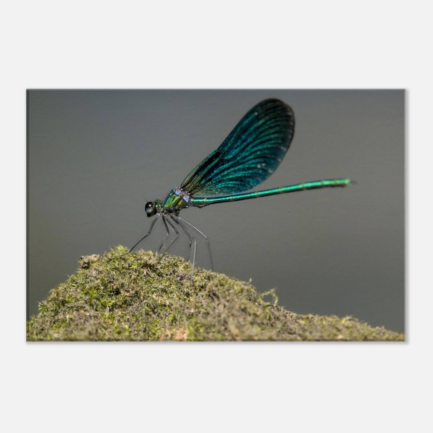 Portrait of a Damselfly