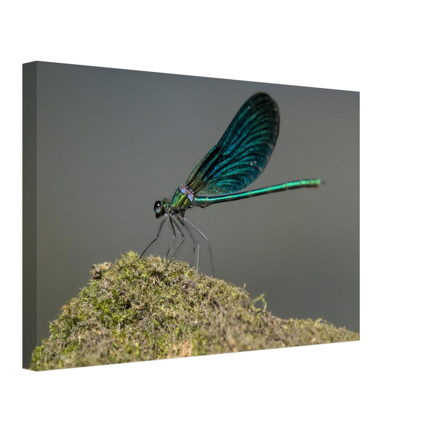 Portrait of a Damselfly