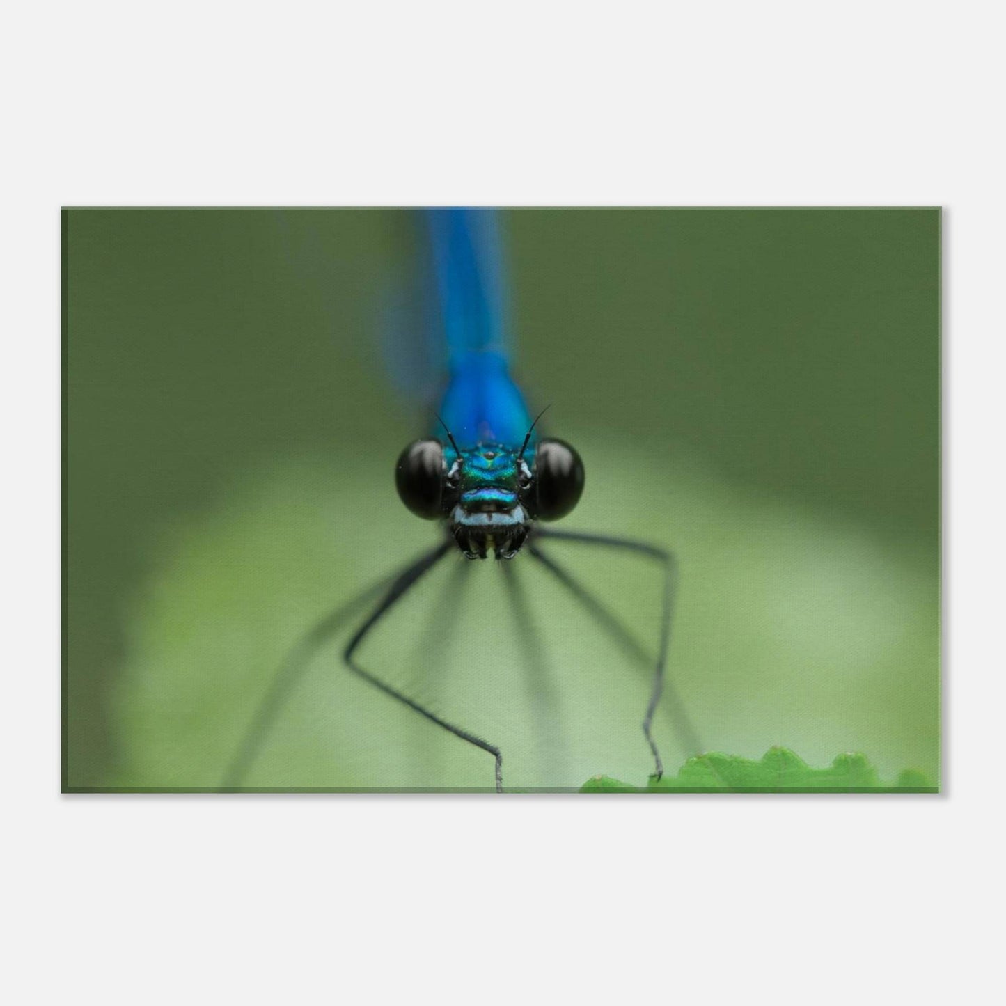 The Observer