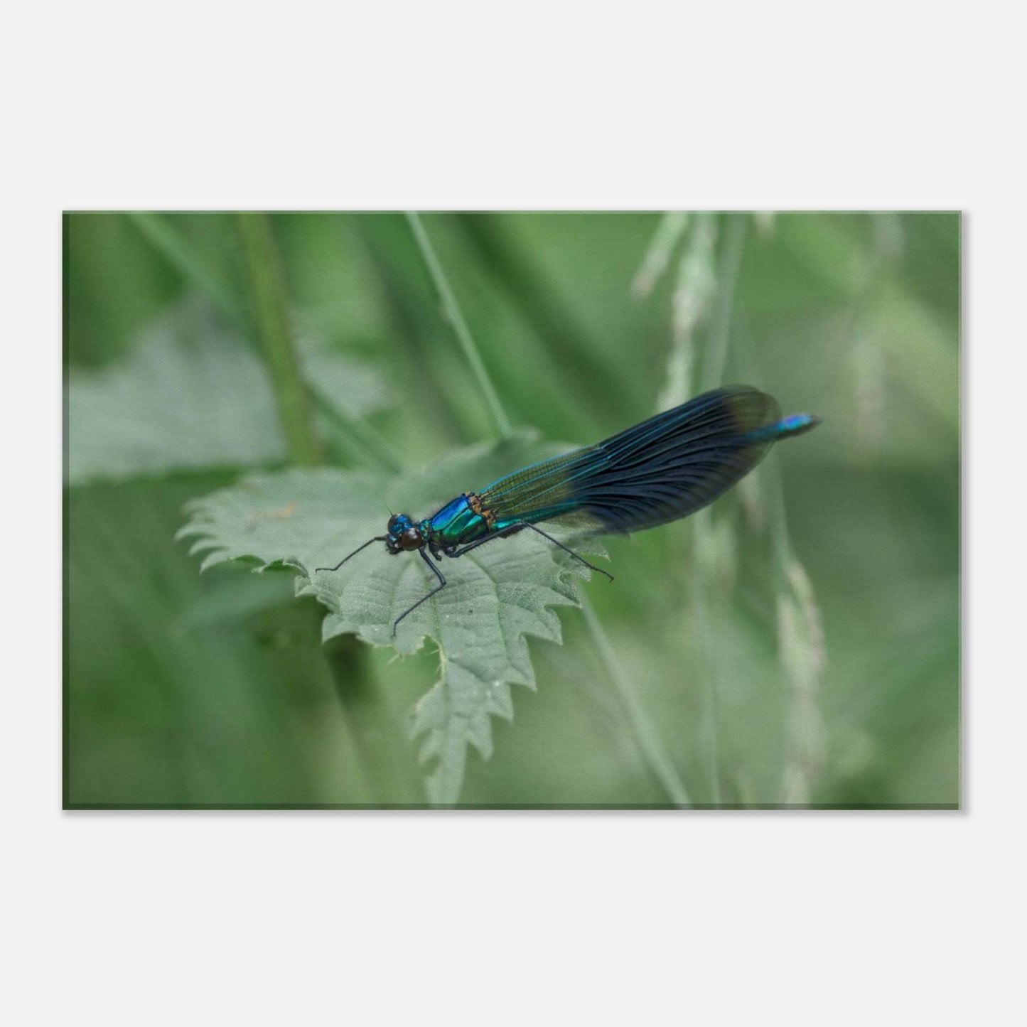 Noble Damselfly Resting