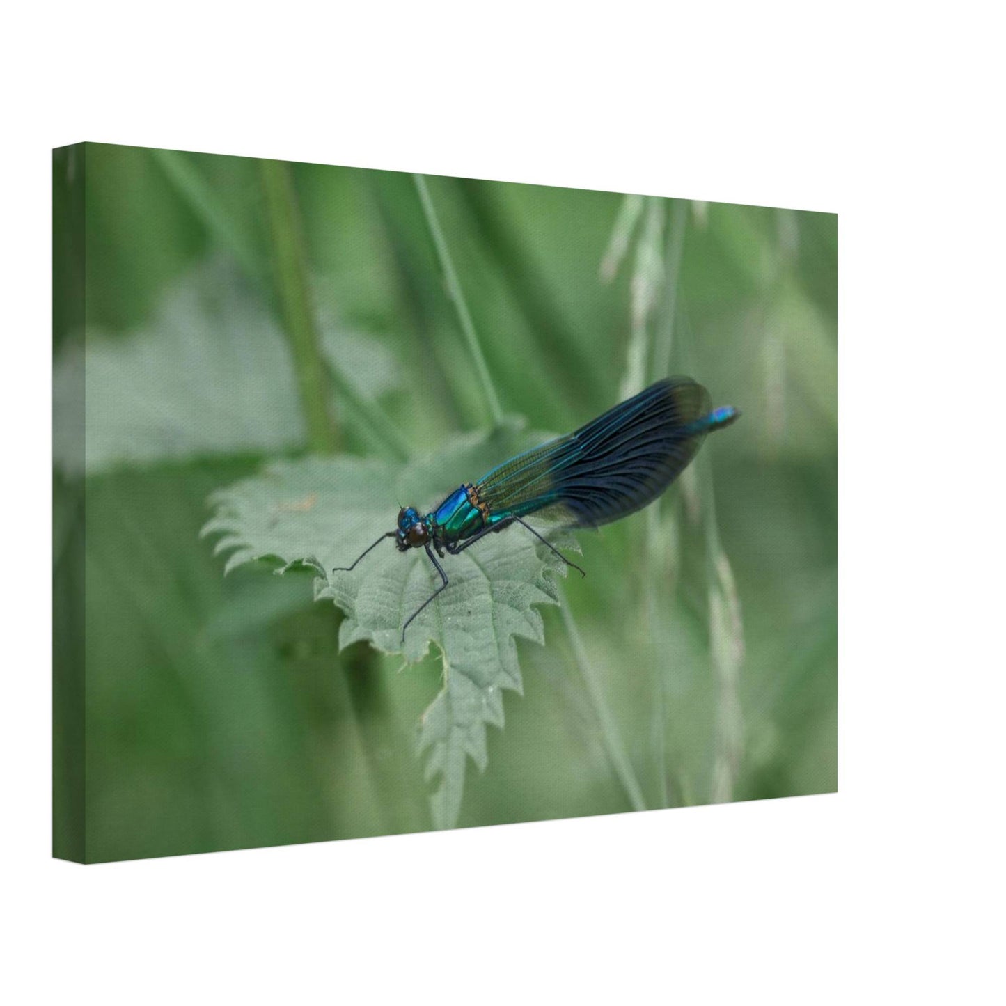 Noble Damselfly Resting