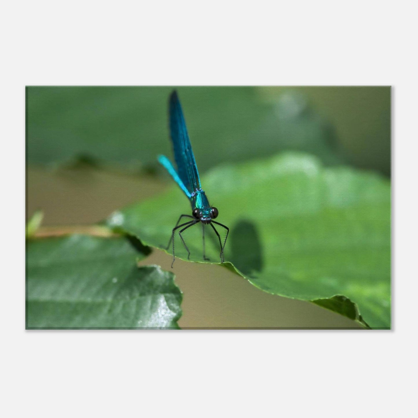 Curiosity