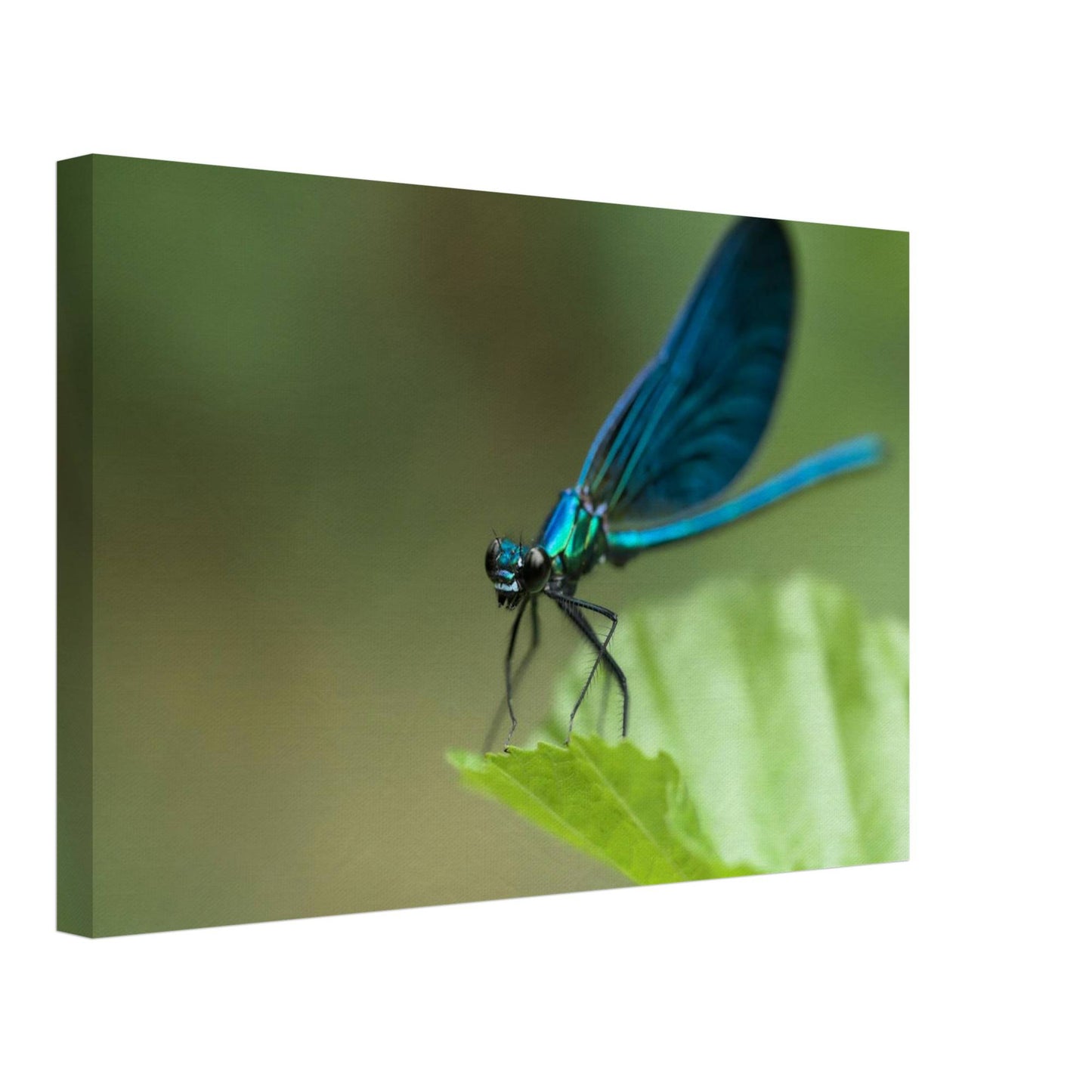 The Posing Damselfly