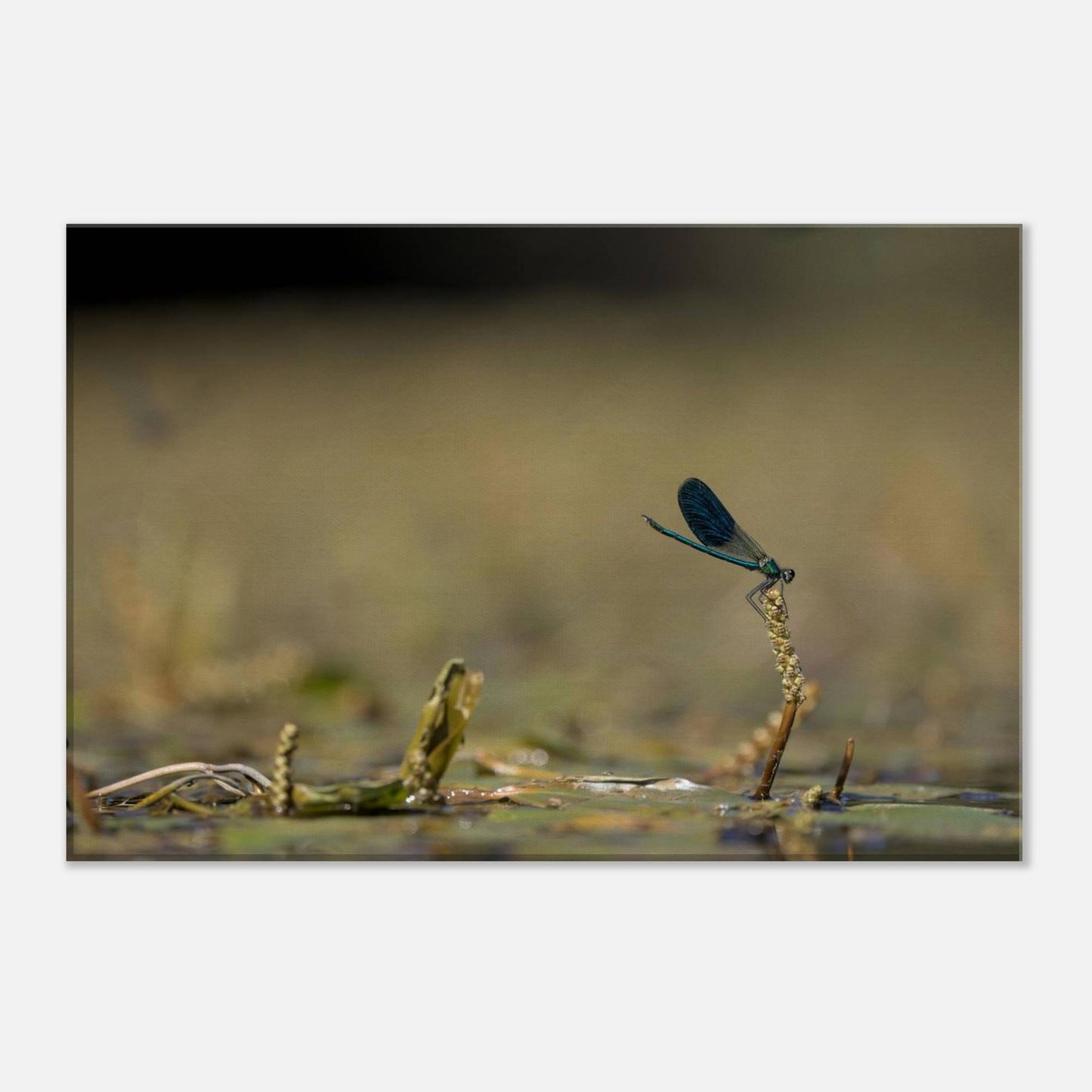 Side Portrait of a Damselfly