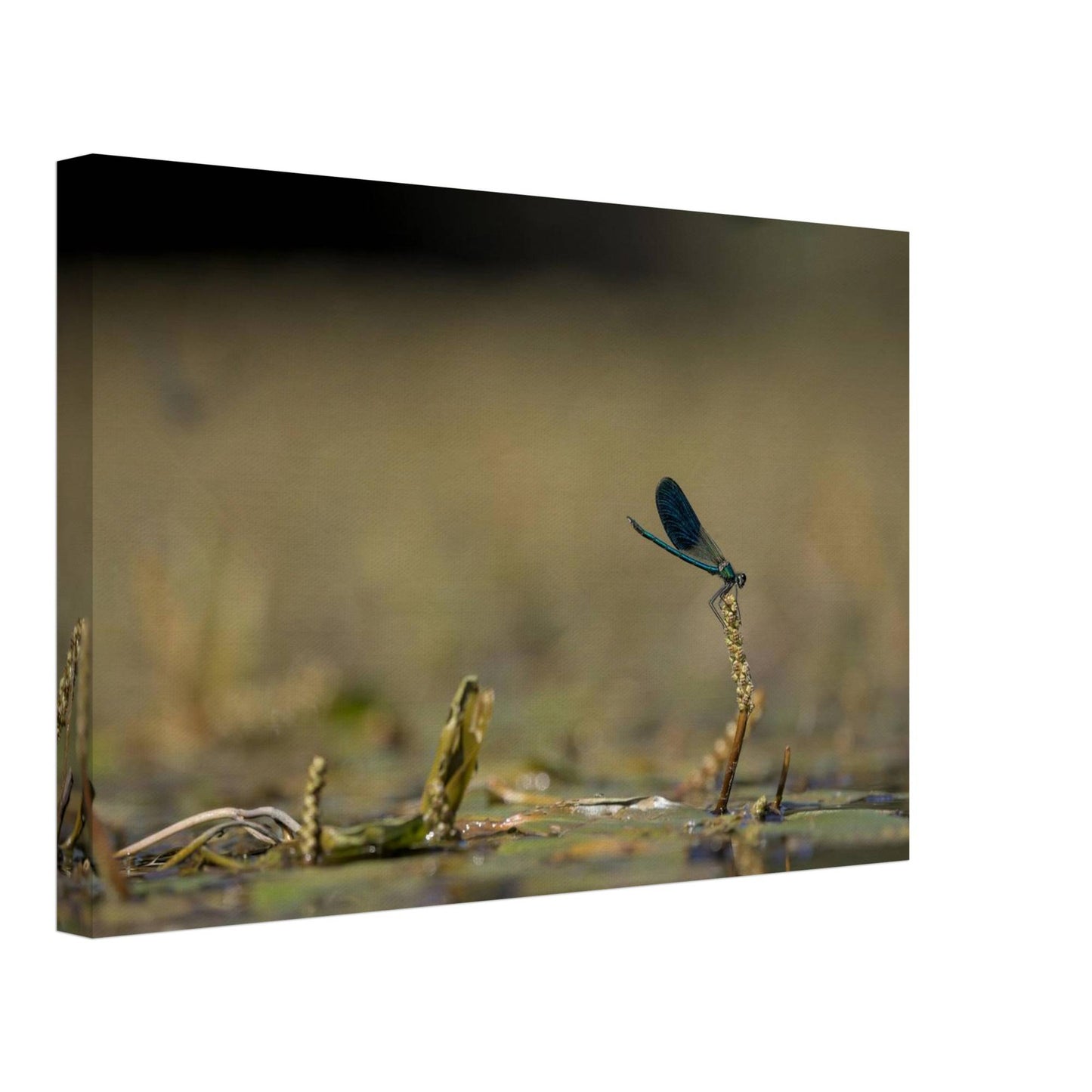 Side Portrait of a Damselfly
