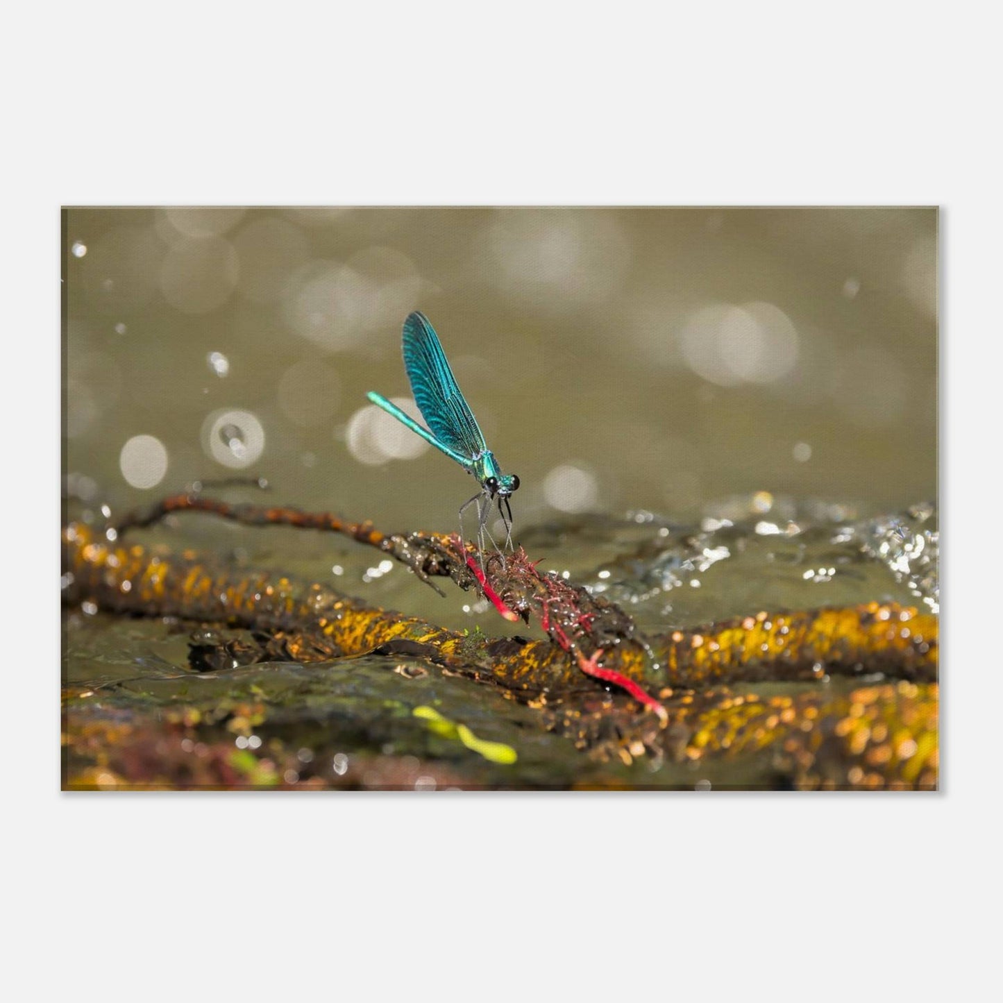 Sparkly Damselfly