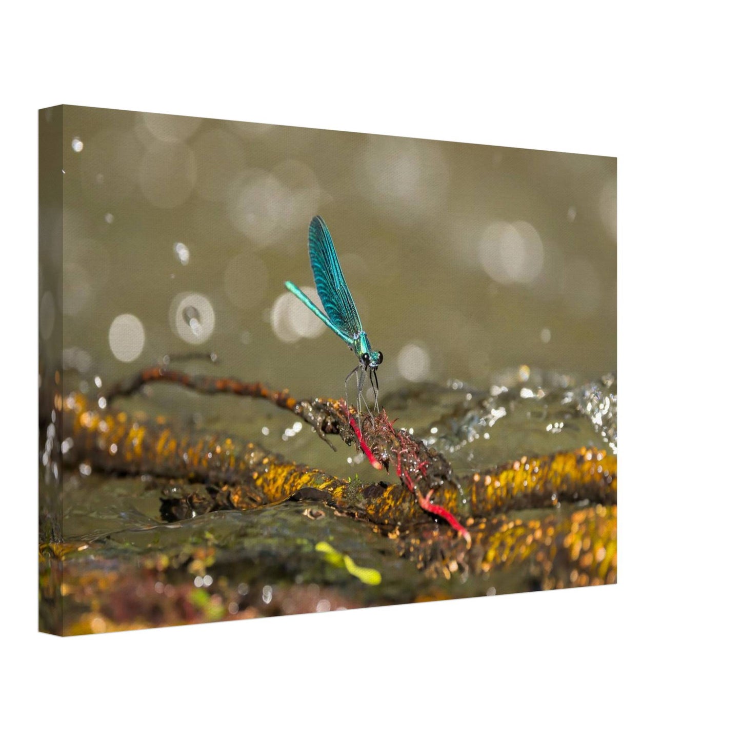 Sparkly Damselfly