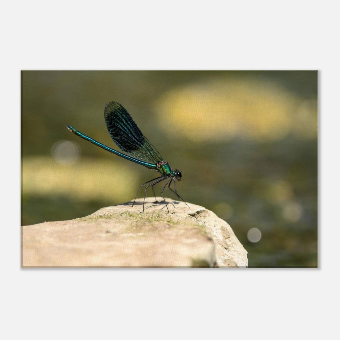 Mighty Damselfly