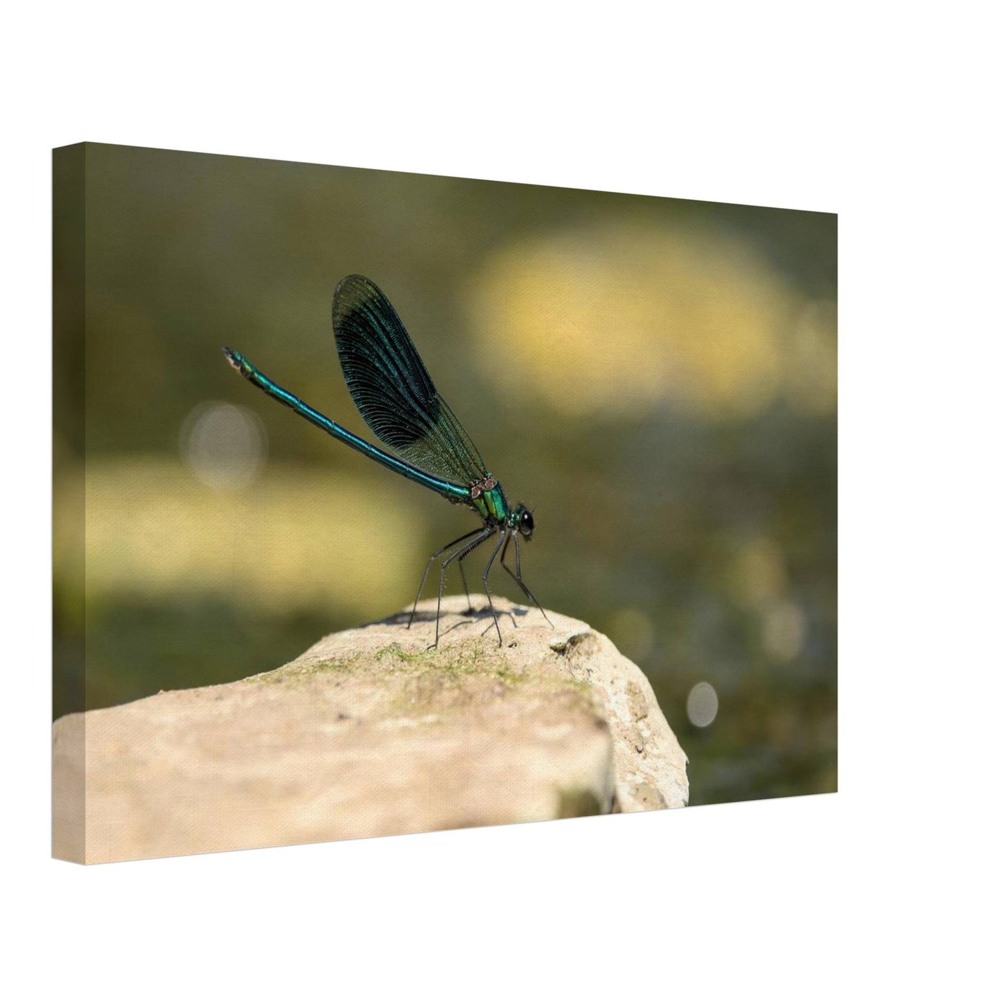 Mighty Damselfly
