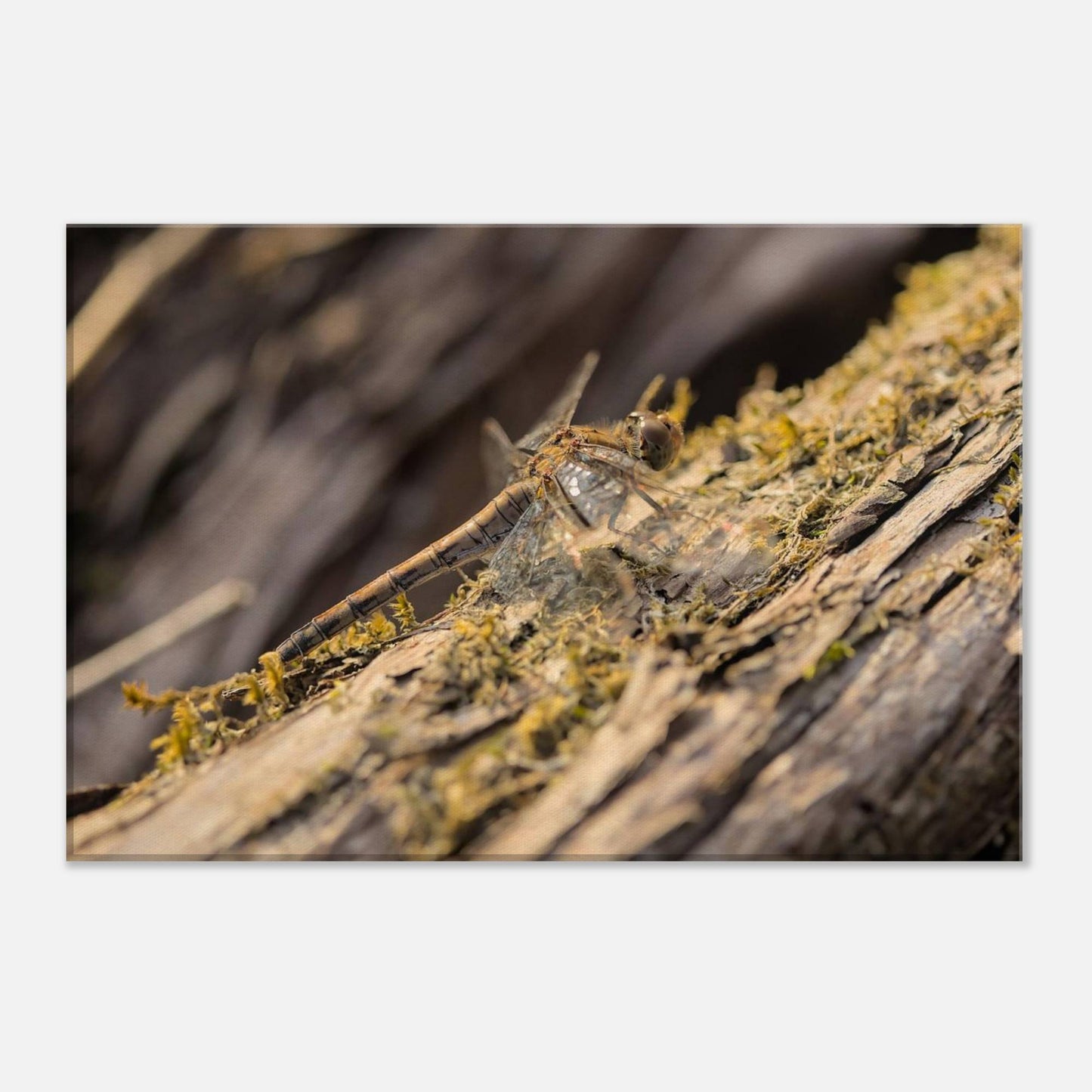 Dragonfly on the Wood