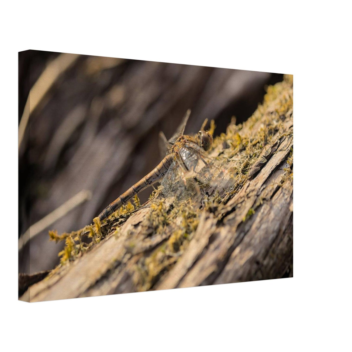 Dragonfly on the Wood