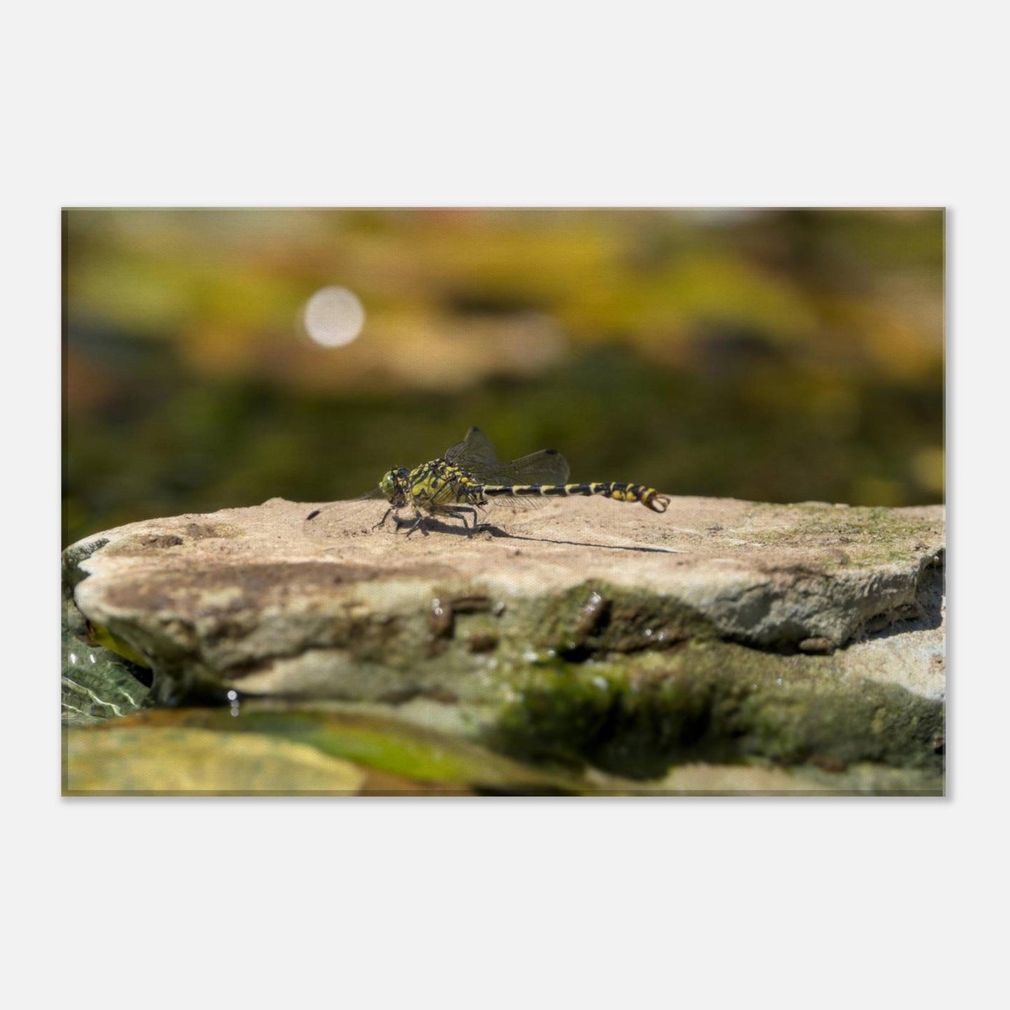 Mighty Dragonfly