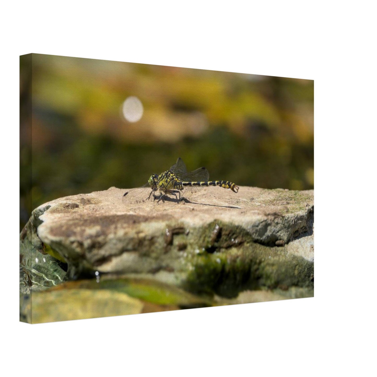 Mighty Dragonfly