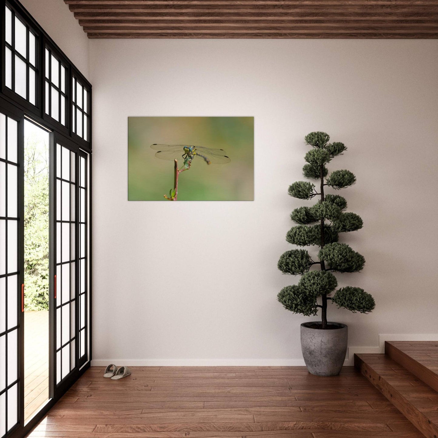 A Dragonfly's Portrait