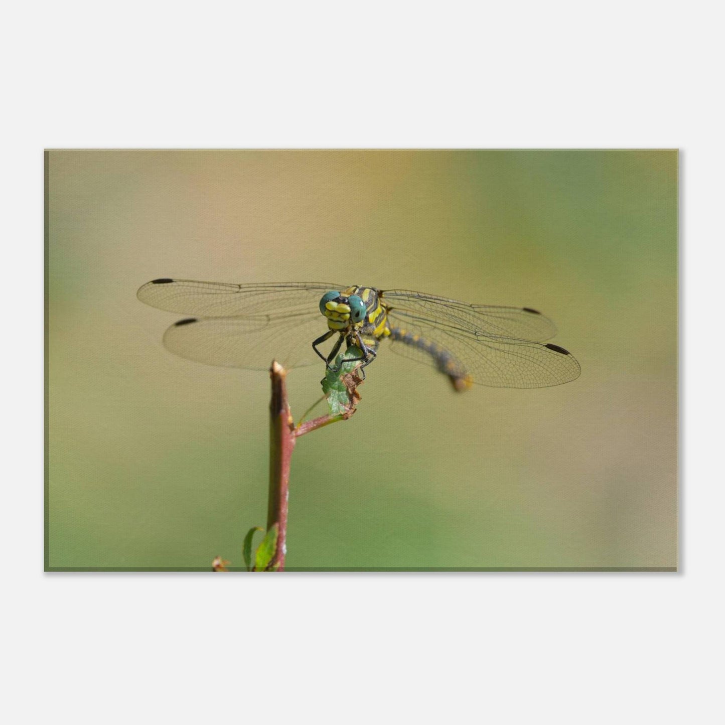 A Dragonfly's Portrait