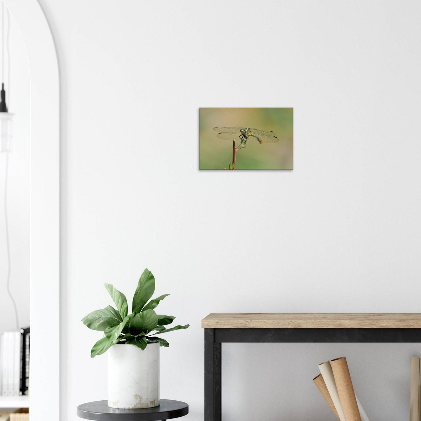 A Dragonfly's Portrait