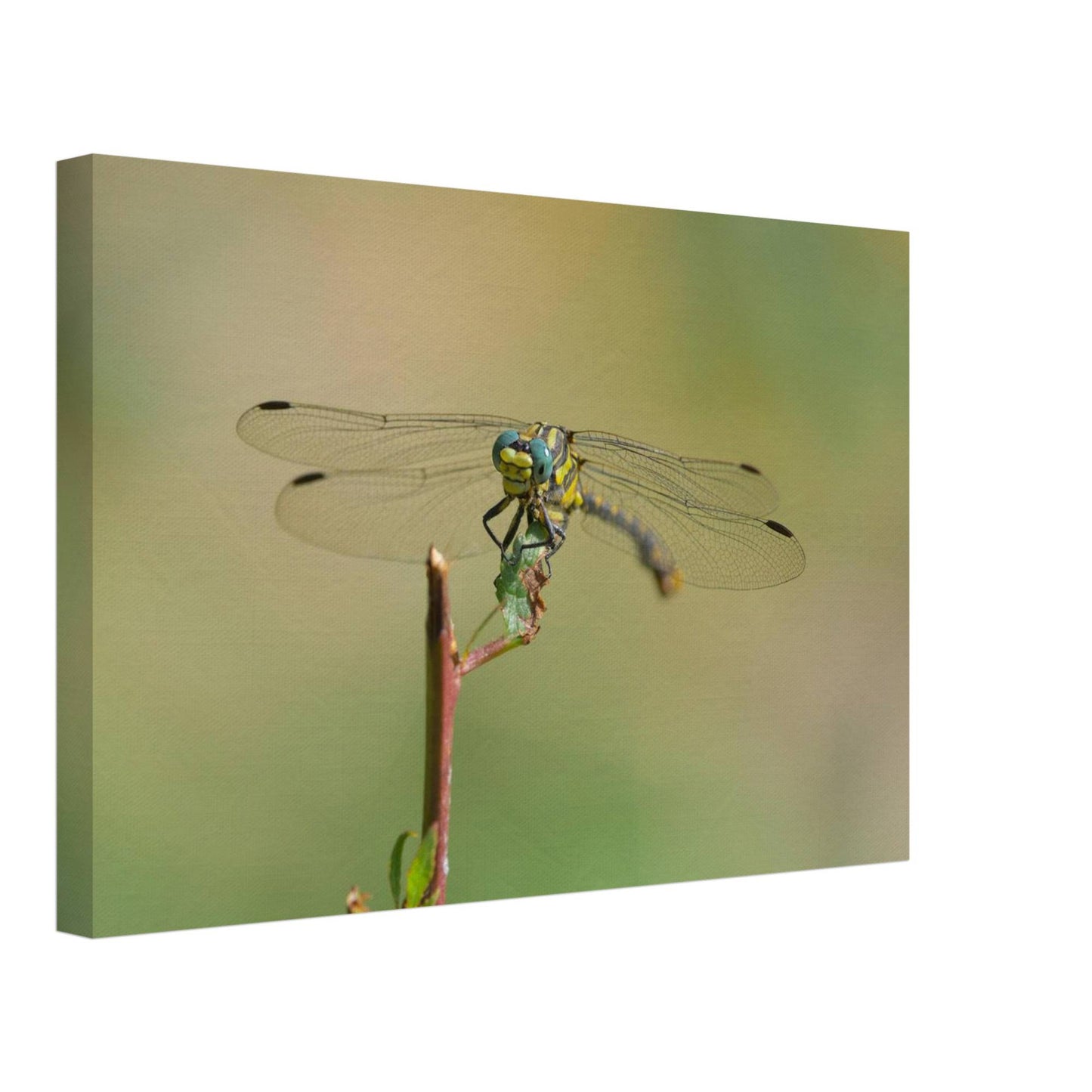 A Dragonfly's Portrait