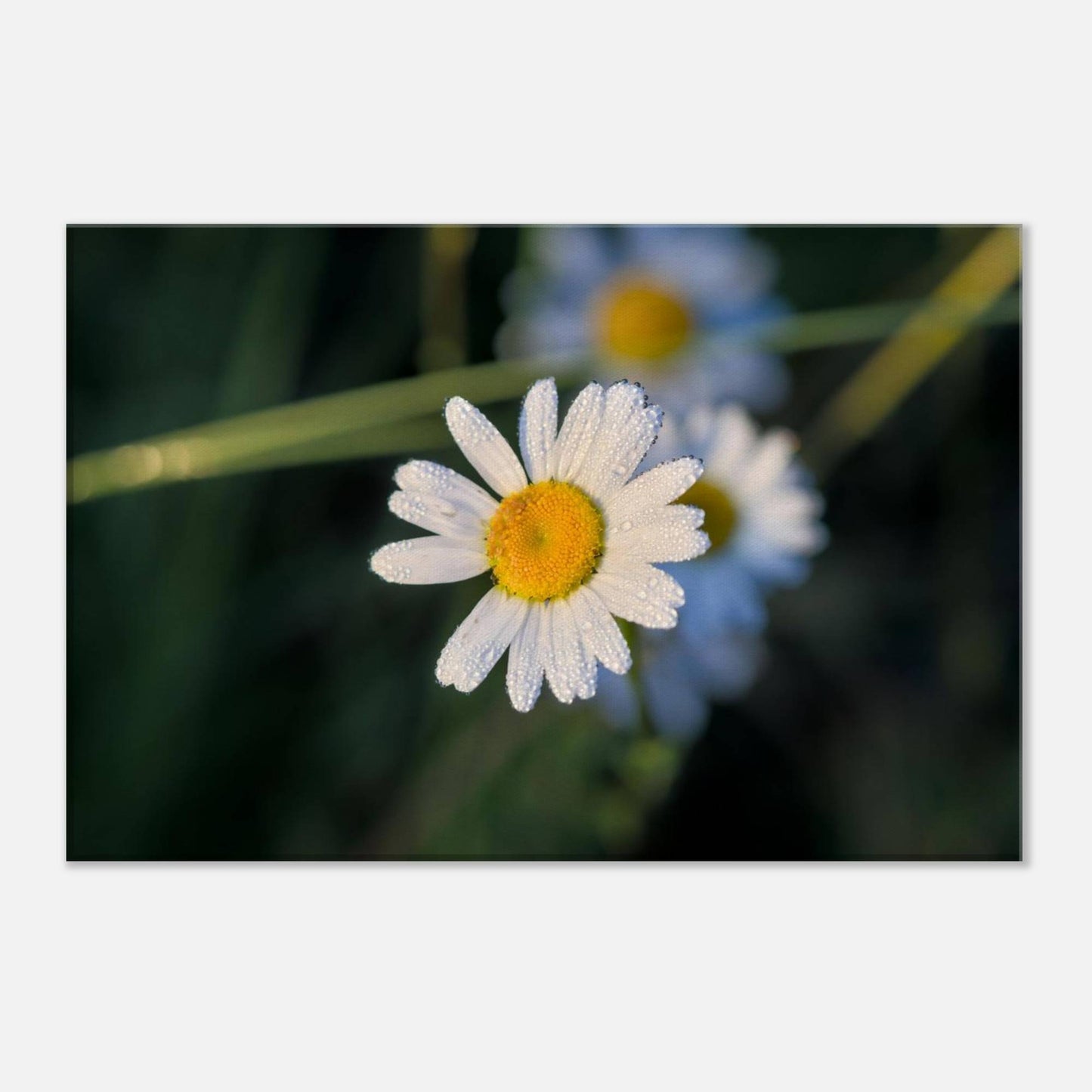 Daisy Stands Out