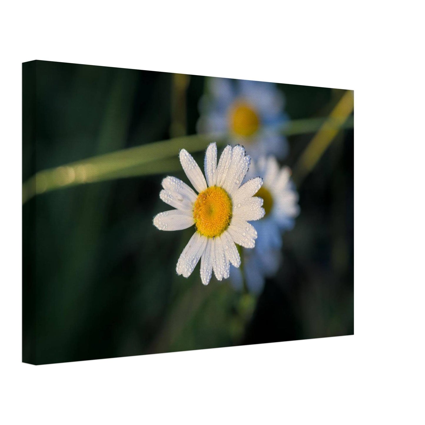 Daisy Stands Out